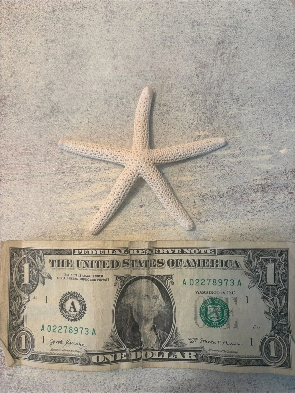 Coastal Starfish Wall Decor Set in Beige & Gray 7 in total